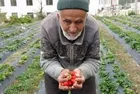 Bahçesindeki ürünleri ikram ediyordu! 85 yaşındaki İbrahim Çakmakçı'dan acı haber