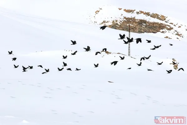 Kar kalınlığı 2 metreyi aştı! Van'ın köylerinde 'beyaz esaret' yaşanıyor - 26