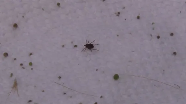 son-dakika-kirim-kongo-kanamali-atesi-geri-dondu-koronavirusle-benzer-belirtileri-var-1619855072165.jpg SON DAKİKA! Kırım Kongo Kanamalı Ateşi geri döndü! Koronavirüsle benzer belirtileri var-2