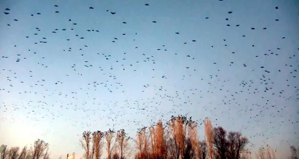 ellerinde-davul-ve-tefle-her-aksam-disari-cikiyorlar-hedeflerinde-kargalar-var-1611814619049.jpg Ellerinde davul ve tefle her akşam dışarı çıkıyorlar! Hedeflerinde kargalar var-2