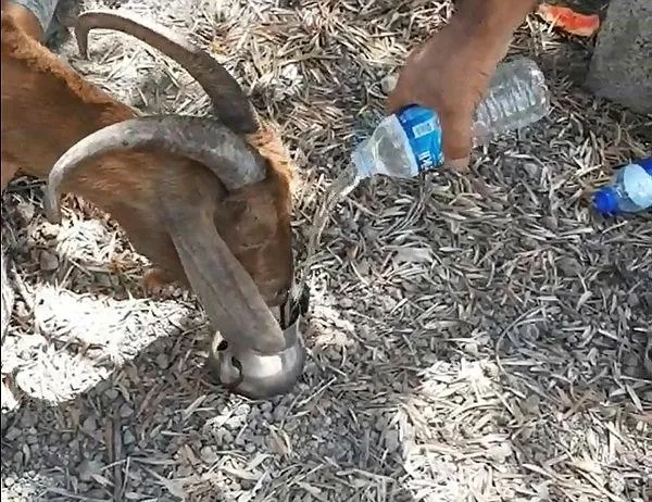 Yangının 6. gününde enkazdan sağ çıktı!