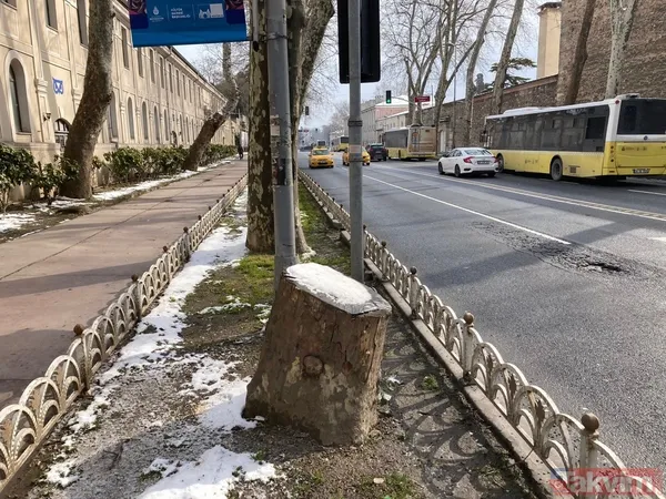 İBB'nin ağaç katliamı karşısında kafasını kuma gömenlere tepki! "Muhalefet keserse ağaçlar hasta, hükümet keserse doğa düşmanı..." - 9