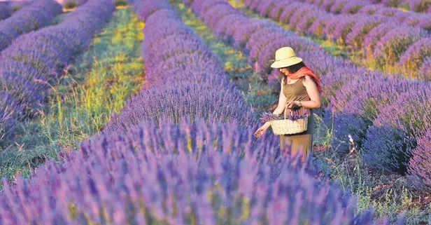 Milli Emlak’tan dev arazi hamlesi! 13 ilde 128 Hazine arazisi tıbbi aromatik ve süs bitkisi için kiraya verilecek