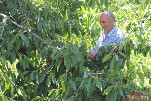 Balıkesir Bigadiç'te 650 rakımlı mahallede yetişen kirazın kilosu bahçede 2 lira pazarda 15 lira - 4