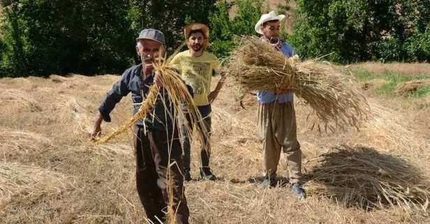 Terörden temizlendi, bereket fışkırıyor! Hakkari'nin o ilçesinde huzur ortamının sağlanmasıyla, 25 yıl sonra yeniden tarıma başladılar