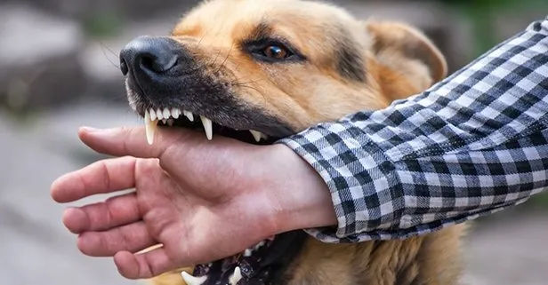 rüyada köpeğin kediye saldırması