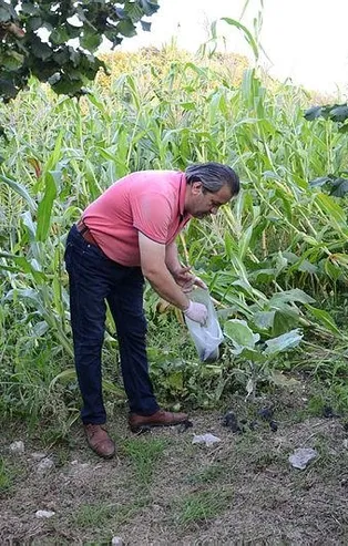 Tarlasını domuzlardan saç kılıyla koruyor