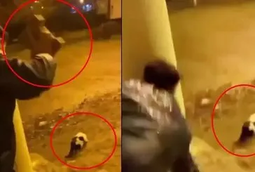 Kediyi parke taşıyla yaraladı