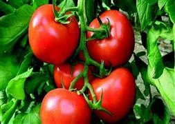 Domatesler Türk genini yok ediyor!
