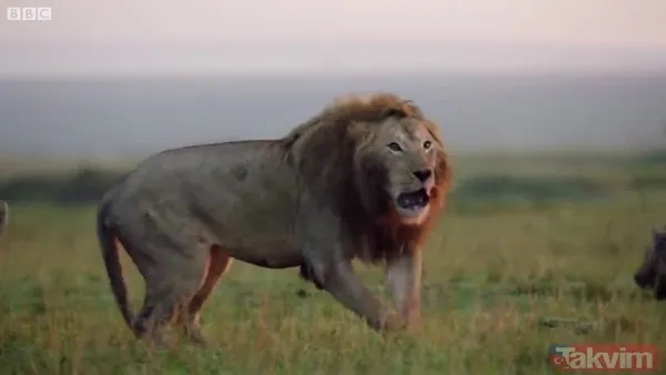 Cesur aslan onlarca sırtlanın arasında girdi! Vahşi doğada şoke eden kare! Sonrasında ise kaçınılmaz ölüm - 16