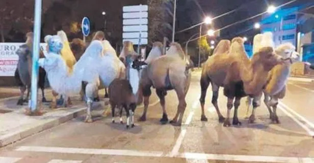 İspanya’da 8 deve ve bir lama, gece çalıştıkları sirkten firar etti Dünya haberleri