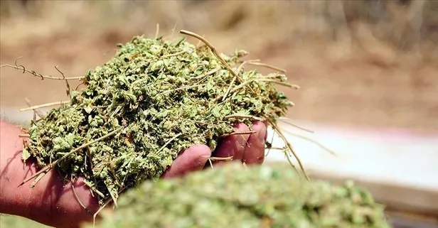 Kekik bağırsakları rahatlatır