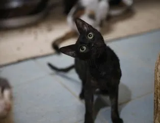 4 ayda 700 kedi öldü! CHP’li belediyeye tepki büyük