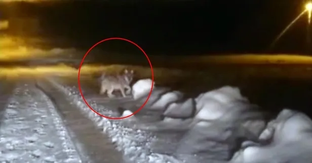 Aç kalan kurt şehir merkezine indi