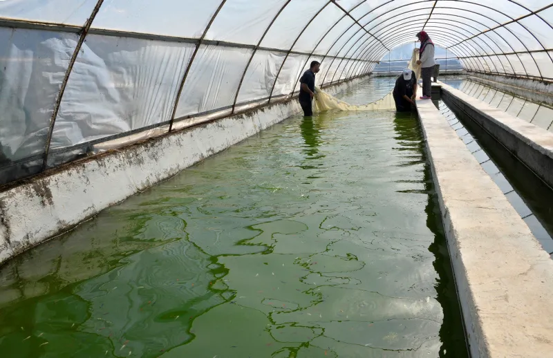 Antalya'da serada domates gibi balık yetiştiriliyor - 3