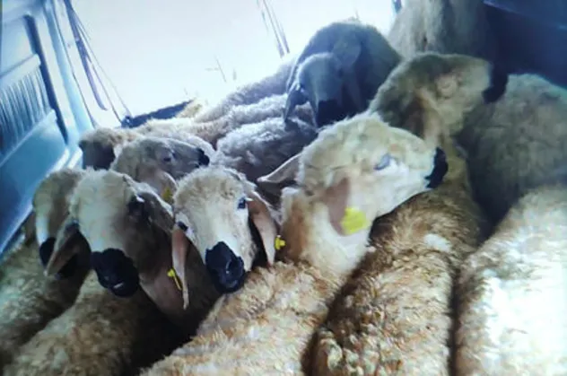 133 koyun çalan 4 hırsız yakalandı