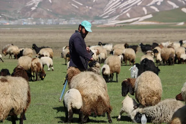 aylik-7-bin-lira-maas-veriyorlar-besiciler-coban-bulamayinca-sirayla-cobanlik-yapmaya-basladi-1650351041166.jpg Aylık 7 bin lira maaş veriyorlar! Besiciler çoban bulamayınca sırayla çobanlık yapmaya başladı-3
