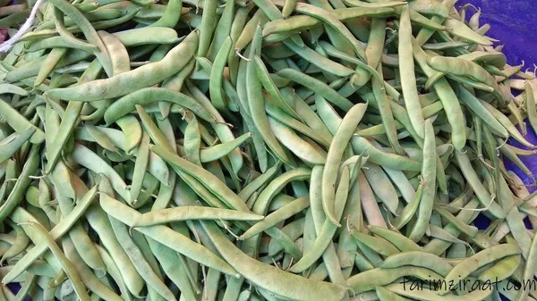 Kansere karşı bazı gıdalar güçlü bir kalkan oluşturuyor! İşte kansere iyi gelen yiyecekler-2