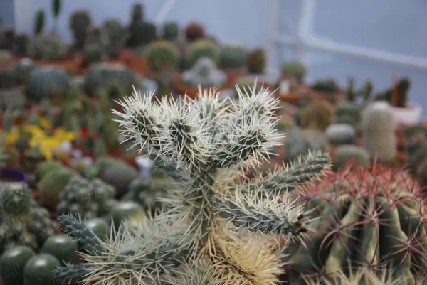 rizede-cay-bahcesini-sokunce-tepki-ceken-grubetci-vatandas-simdilerde-kaktus-taleplerine-yetisemiyor-1609139491918.jpg Koronavirüs salgınında kaktüs taleplerine yetişemiyor! Rizeli gurbetçi çay bahçesini söktü-5