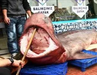 Denizden dev köpek balığı çıktı