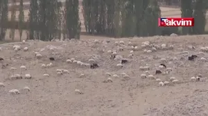 Mağarada saklanıyor! Karaman’da Divle Obruk...