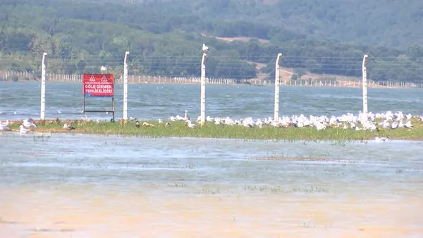 istanbuldaki-deniz-gol-ve-barajlarda-balik-ve-yengec-olumlerinin-nedeni-belli-oldu-kirlilik-oksijenin-azalmasi-1628238927557.jpg İstanbul'daki deniz göl ve barajlarda balık ve yengeç ölümlerinin nedeni belli oldu! Kirlilik-oksijenin azalması-5