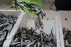 Zehir saçıyor: Bu balıkları sakın tüketmeyin