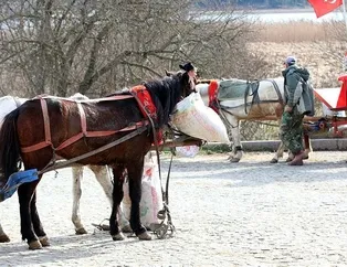 Bolu’da 8 at karantinaya alındı