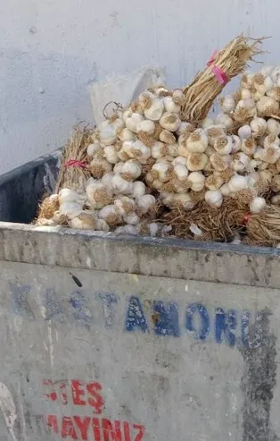 Kilolarca Taşköprü sarımsağını çöpe attılar