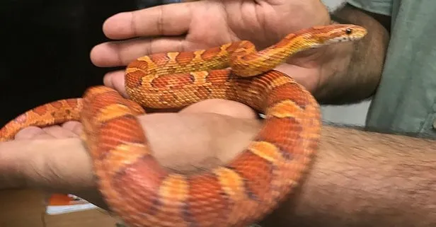 ankara da misir yilani operasyonu 1