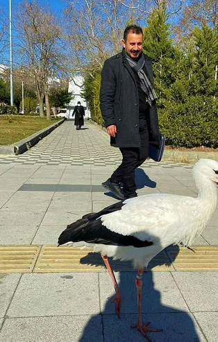 Gören şaşırıyor! Bu leylek uçmayı unuttu!