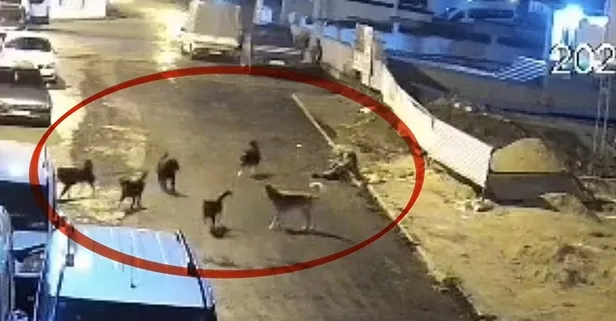 Samsun'da 6 sokak köpeği yaşlı kadına saldırdı | Mama dolandırıcıları ve köpektaparların körüklediği sorun büyüyor