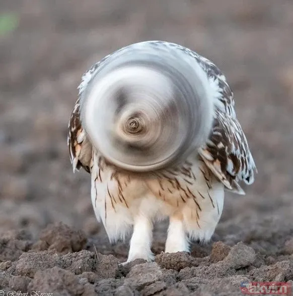 Kaplan akşam yemeği için ayıyı seçti fakat... Vahşi doğada Kaplan ile ayının şoke eden kavgası kapışması! - 10