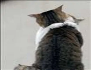 Hayvanların da Kalbi Var