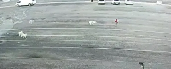 sokak-kopekleri-9-yasindaki-kiza-saldirdi-o-anlar-kamerada-1639684627656.jpg Sokak köpekleri 9 yaşındaki kıza saldırdı! O anlar kamerada-4