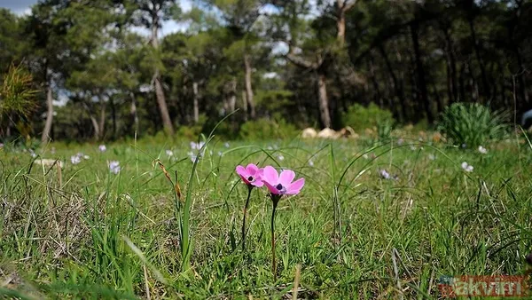 Kış bitiyor doğa uyanıyor! 3. cemre toprağa ne zaman düşecek? - 5