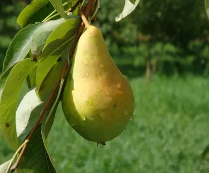 2018’in en kirli yiyecekleri açıklandı!