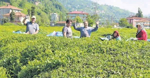 Karadeniz’e çay göçü başladı: Binlerce üretici, mayıs ortasında başlayacak hasat için yola çıktı! Uzmanlar uyardı: İzole olun