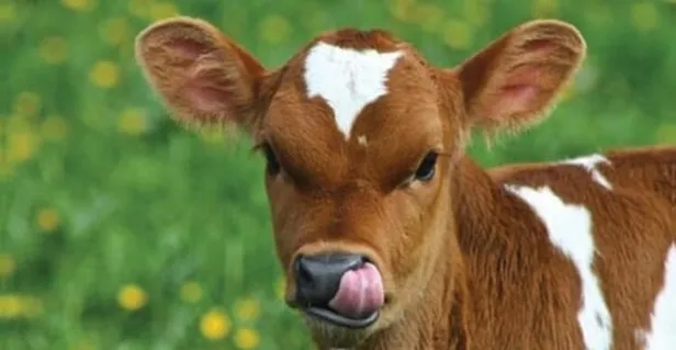 2020 yılı buzağı destek ödemesi başvuru şartları nedir? Açıklama geldi-2