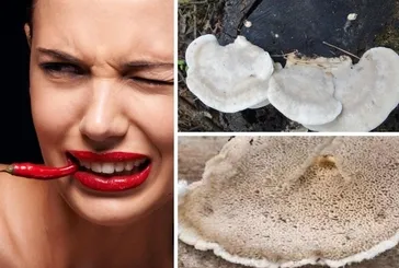 Mantar biberi solladı: İşte dünyanın en acı maddesi! Etkisi mideden kalbe kadar yayılıyor