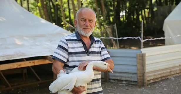 Akkuş'ta "kaz çiftliği" kurdu siparişlere yetişemiyor