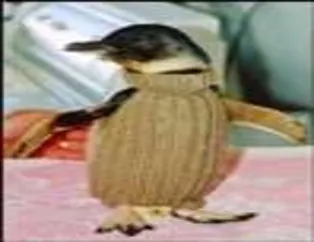 Penguenlerin Dünyası