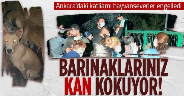Katliamı hayvanseverler engelledi!
