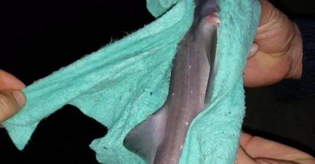 Çinekop için oltayı attı köpek balığı geldi