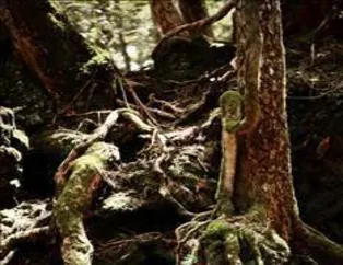 İntihar ormanı: "Aokigahara"