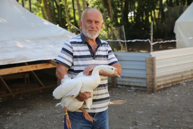 Akkuş'ta "kaz çiftliği" kurdu siparişlere yetişemiyor-1