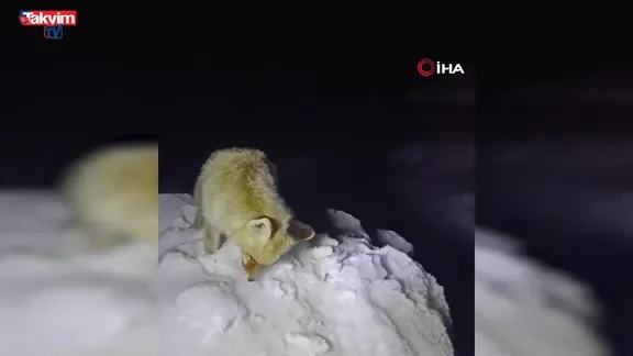 Yüksekova'da tilki ayakta dondu!  | VİDEO