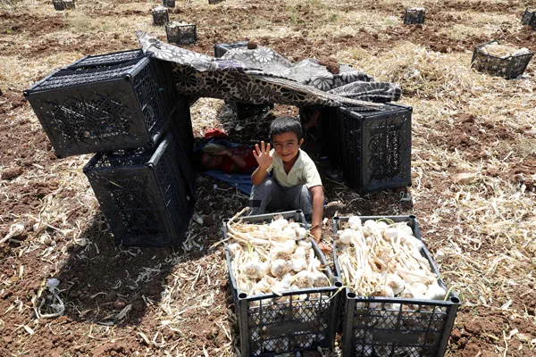 Son dakika: Tarlada 8 markette 40 lira! Gaziantep'te sarımsak hasadı başladı-5