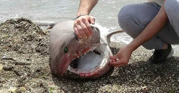 Çanakkale’de şoke eden olay! 2 metrelik köpek balığı sahile vurdu!