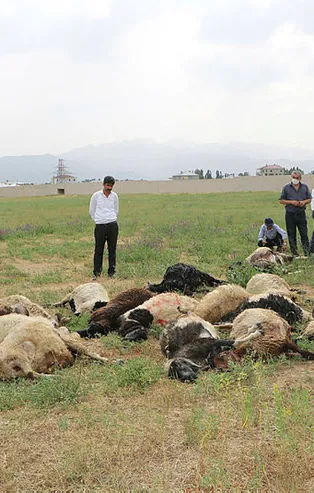 Hakkari'de yıldırım can aldı! 1 kişi öldü, 19 koyun telef oldu